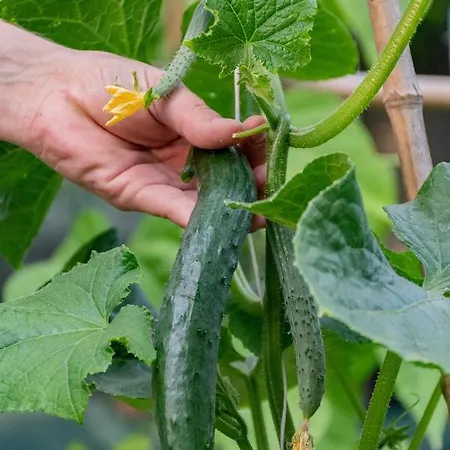 Sinanis Garden House Appartement *