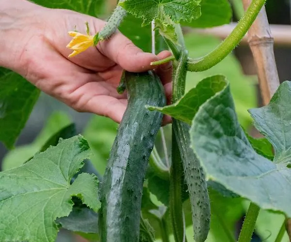 Sinanis Garden House Apartman *